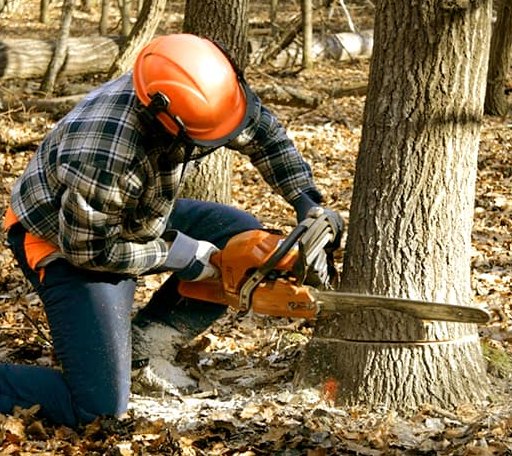 Tree Removal in Port Republic, MD